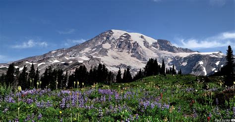 mt rainier webcams|Webcams in Mount Rainier National Park